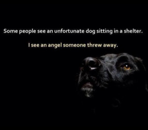 All Dogs are angels with fur !!!