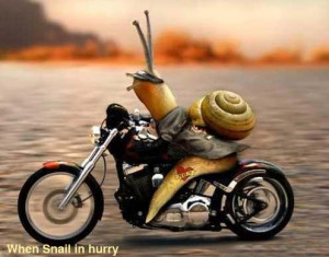 Funny Animals Pictures Snail image photo picture