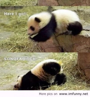 -quotes-funny-images-funny-memes-2013-derp-and-derpina-funny-animals ...