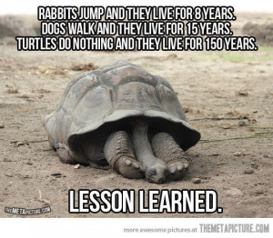 An important lesson from turtles … A turtle could become a family ...