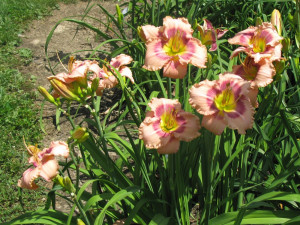 Daylily Quotes Good Times