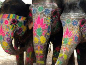 funny elephant funny elephant colorful animal pictures pics and animal ...