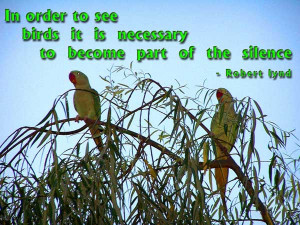 In order to see birds it is necessary to become part of the silence ...