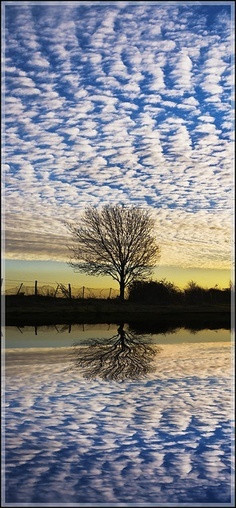 reflection of the tree and sky