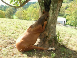 Funny Horse Photos