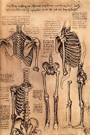 sketches of the human skeletal system with notes.