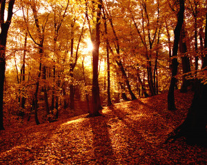 Earth - Autumn Fall Wallpaper
