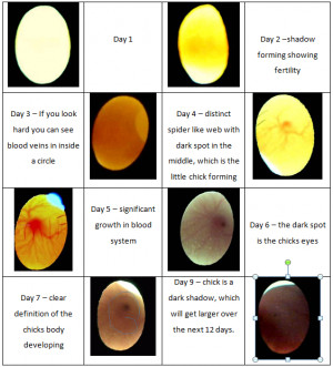 Chicken Egg Development Chart