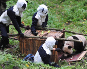 Researchers wait for giant panda Taotao to get into a cage, in Wolong ...