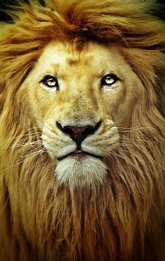 Heart of a lion quote