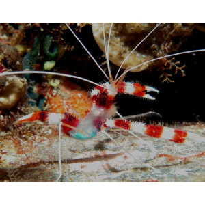 Coral Banded Shrimp Stenopus Hispidus Pair picture