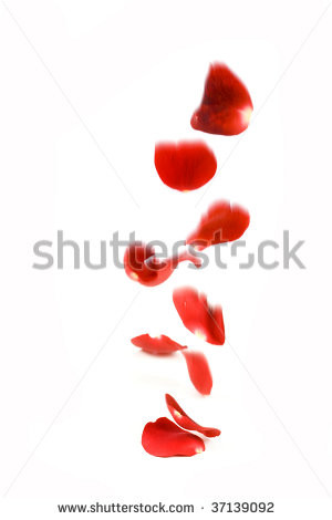 Rose Petals Falling Lightly « Hautedraws Picture