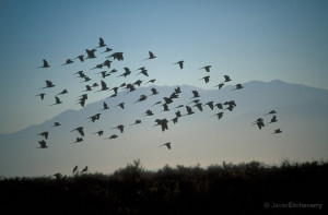 Flock of Birds flying at Talampaya National Park La Rioja Cuyo ...