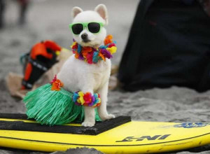 Hawaii dog - Image
