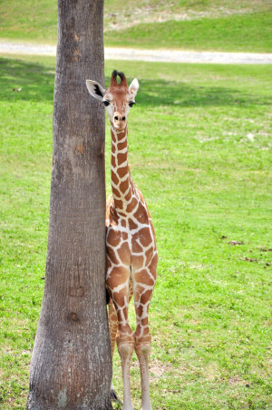 The Babies Giraffes Giraffa