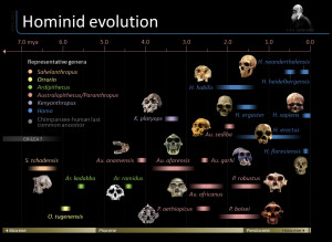 Timeline of hominid evolution Infographic