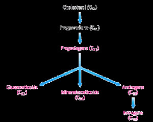 Steroid Hormone Synthesis From Cholesterol HD Wallpaper