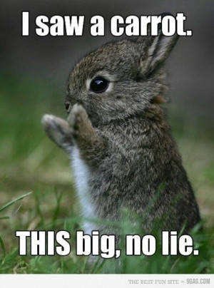 funny bunny . 25 Best Funny animal Quotes and Funny Memes