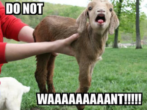 .com/pictures/funny-animal-pictures/funny-goat-pictures/goat ...