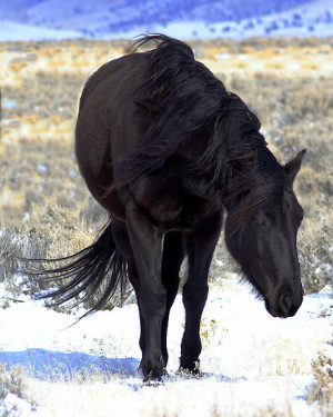 black beauty horse