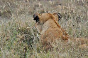 HuntingAnimals-Lioness+Stalking-3.JPG