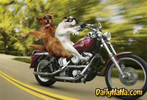Dogs Riding Off in the Wind