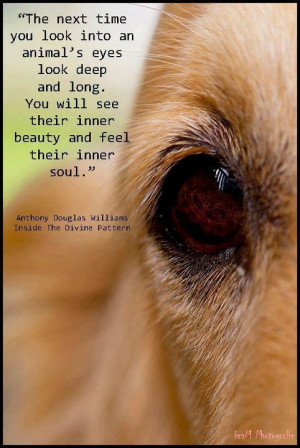 THE NEXT TIME YOU LOOK INTO AN ANIMAL'S EYES....LOOK DEEP AND LONG ...