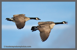 Canada Goose Canadian Geese