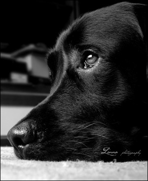 the sad dog the dog black labrador looks