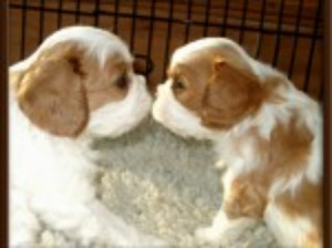 Cavalier King Charles Puppys For Sale - Dogs / Puppies For Sale With ...