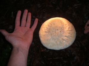 are any of these magic? and is this an amanita? please help id