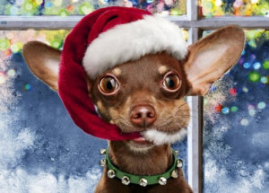 Funny Christmas Chihuahua Dog with Santa Hat