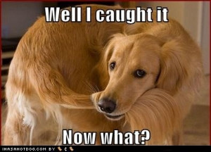 golden retriever catches tail