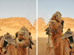 Funny Camel Faces Pictures...