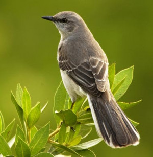 Photo of beautiful Mockingbird perched on tiny branch