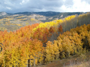 Career Path: Unite Your Vocation with Your Avocations