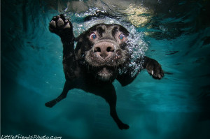 Hilariously Ferocious Underwater Dogs by Christopher Jobson on ...