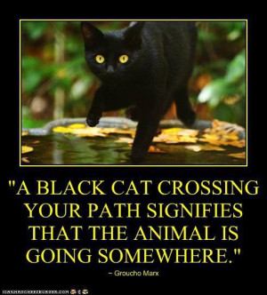 black-cat-crossing-your-path-signifies-that-the-animal-is-going ...