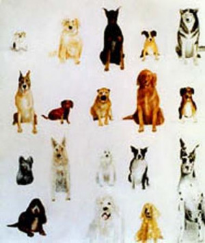 Different Breeds of Dogs Types