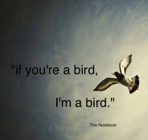 If you're a bird, I'm a bird.