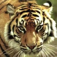 Where did I go wrong in this game?