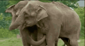 Two Elephant Best Friends Reunite After 22 Years...