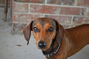 Brown Eyes Quotes Big brown eyes