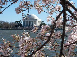 Don’t Miss the National Cherry Blossom Festival in Washington, DC ...