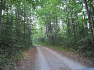 wordless+wednesday-woods-trees-long-winding-road-dirt-road.jpg