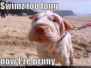 funny-dog-pictures-dog-swam-too-long-and-is-wrinkly_595.jpg