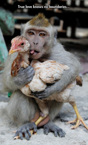 funny-picture-monkey-hugging-chicken
