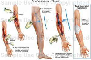 human anatomy arm wrist and hand anatomy and physiology digestive