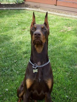 Related Pictures doberman pinscher red on brown dog pet dog tag price ...