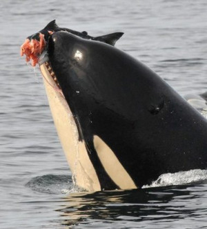 southern resident killer whale eats a Chinook salmon. (Credit ...